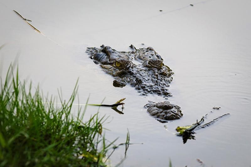 Крокодилы-людоеды появились во Флориде