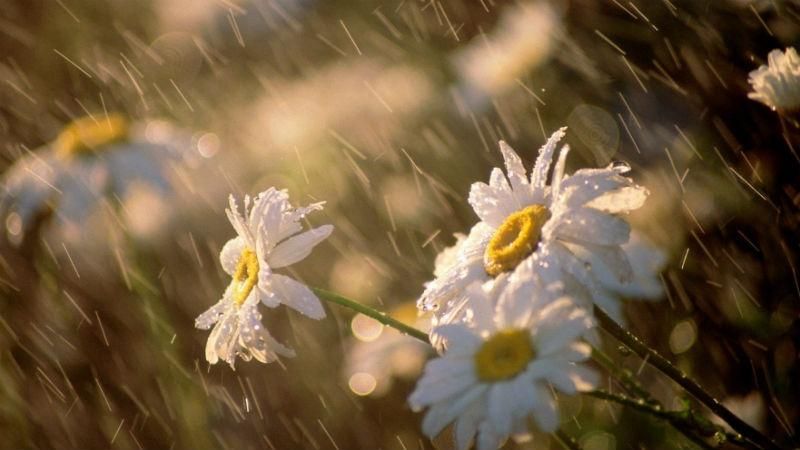 В Украину возвращаются дожди В Украину возвращаются дожди