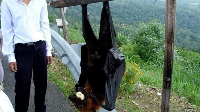 Надзвичайний стан через нашестя летючих лисиць оголосили в Австралії Надзвичайний стан через нашестя летючих лисиць оголосили в Австралії