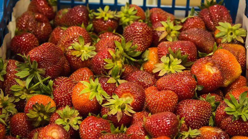 Росія погрожує знищити 12 тонн української полуниці 