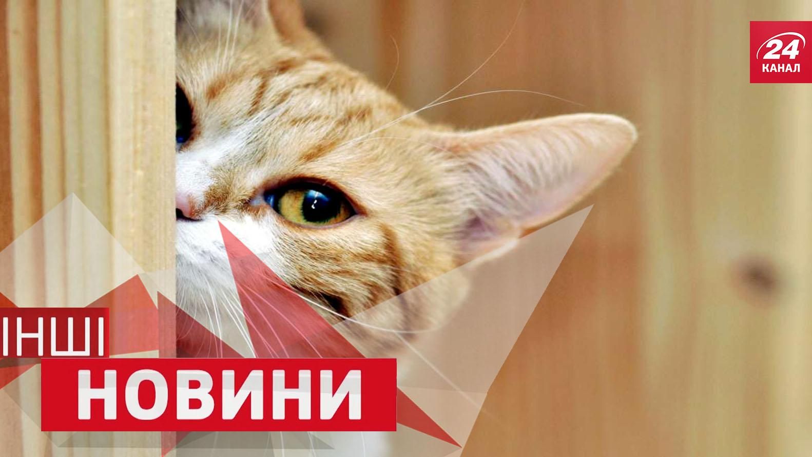 ДРУГИЕ новости. Зрелищное шоу дронов на фоне Фудзи. Как задобрить кота ДРУГИЕ новости. Зрелищное шоу дронов на фоне Фудзи. Как задобрить кота