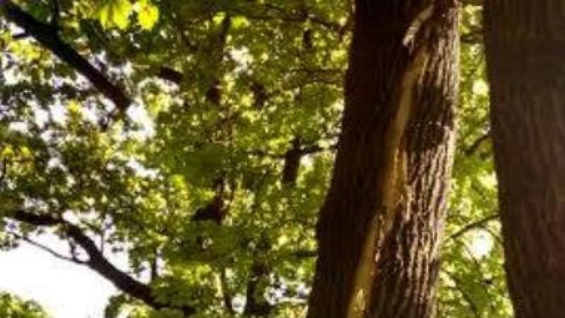 Молния повредила деревья в Киеве: появились фото Молния повредила деревья в Киеве: появились фото