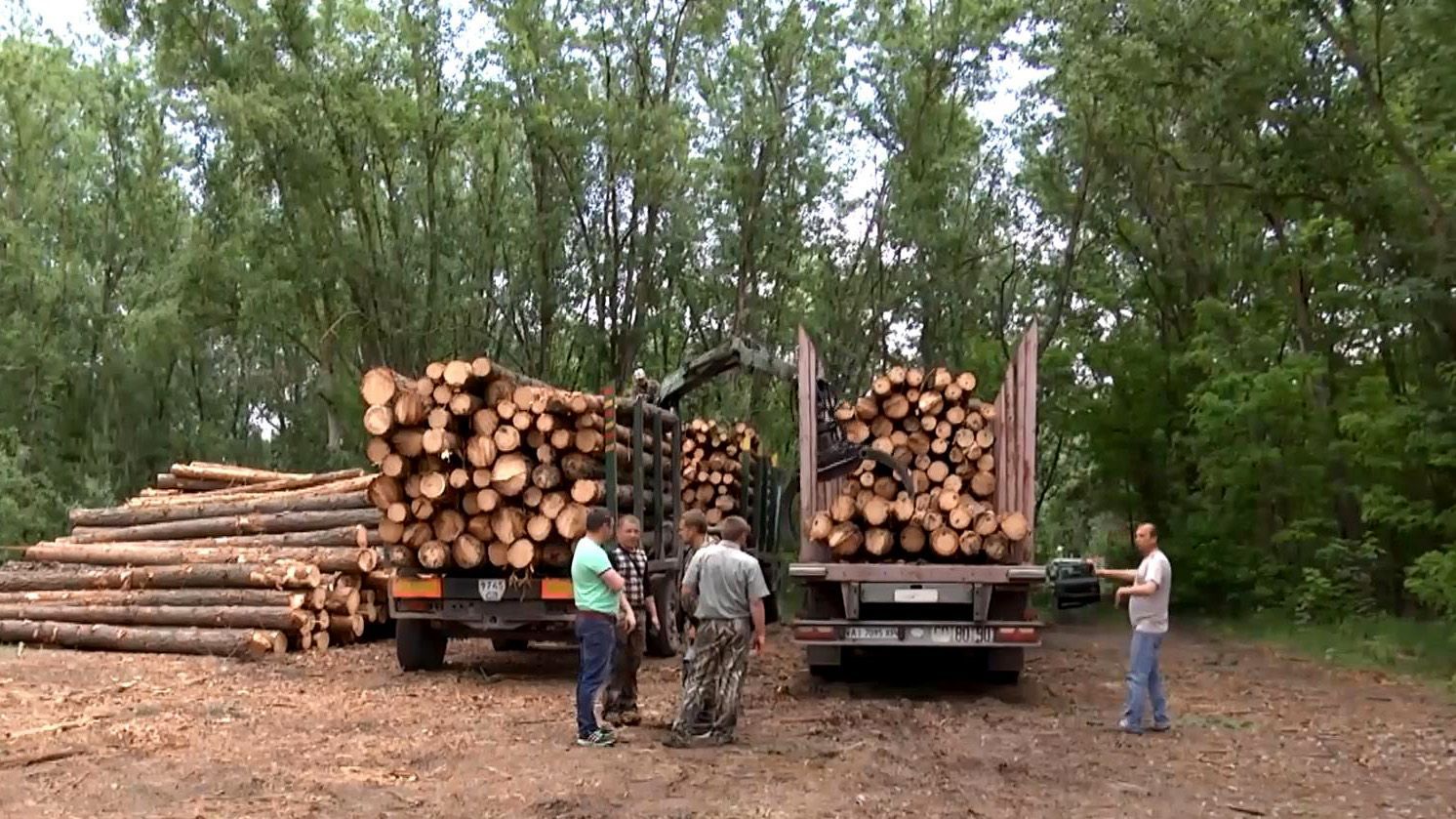 Гучний скандал на Чернігівщині: як лісники отримують мільйони на деревині