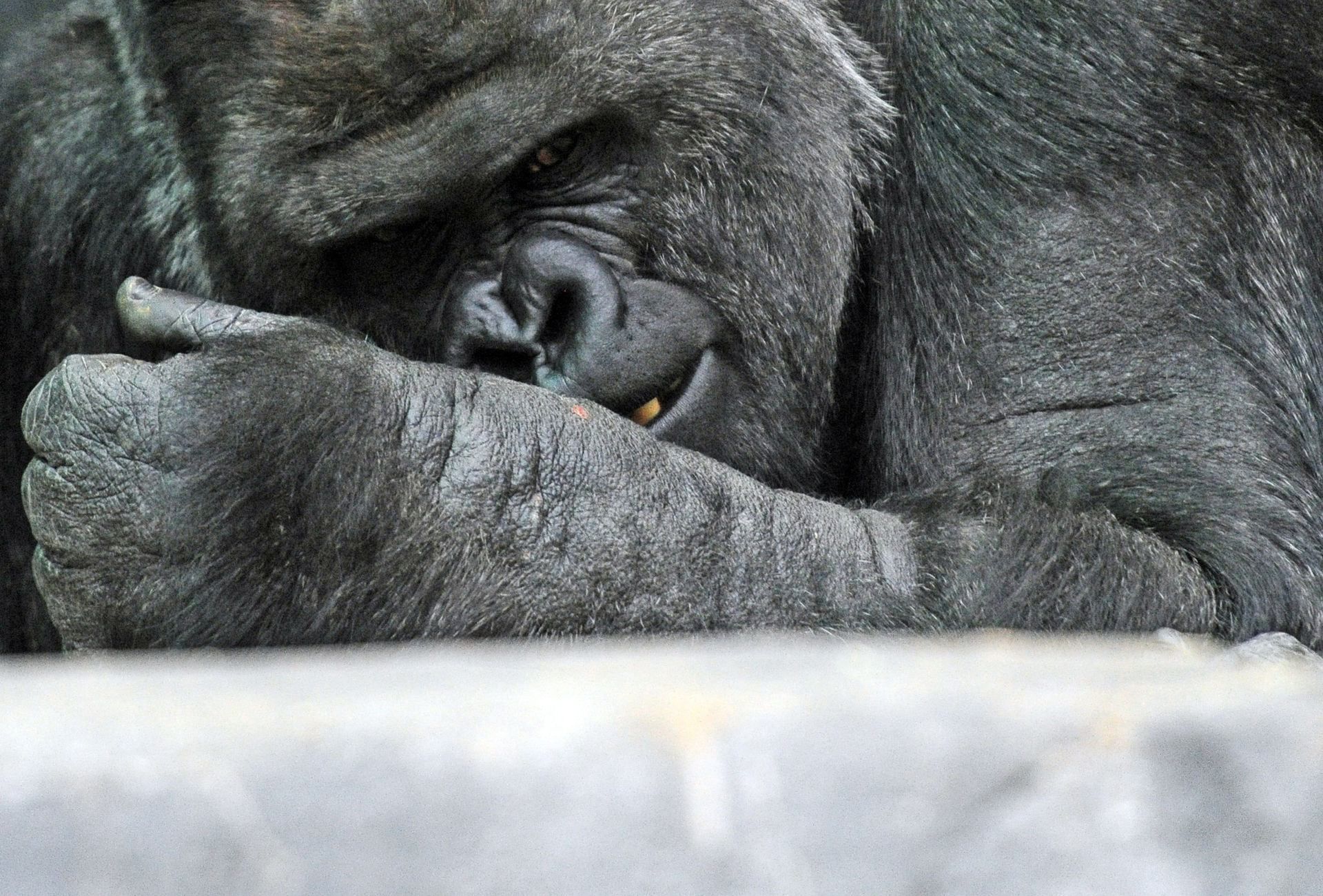 Дитина у вольєрі горили: страшна історія сталась у США