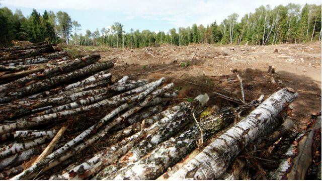 На Львовщине уничтожили лес на 1,5 миллиона гривен
