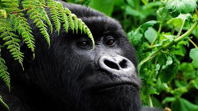 Скандал у зоопарку: американці виходять на протести Скандал у зоопарку: американці виходять на протести