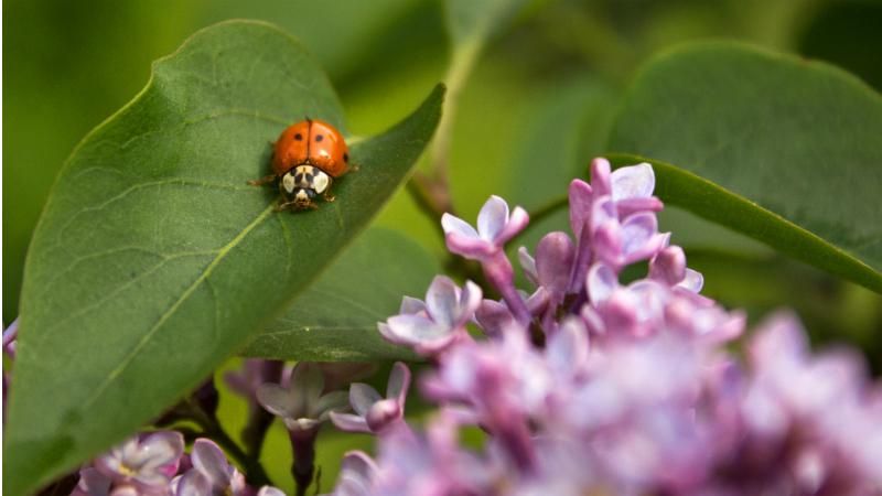 С какой погоды начнется лето С какой погоды начнется лето