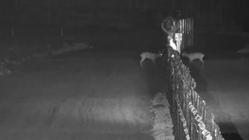 Олені влаштували розбірки на кордоні: в мережі з'явилось курйозне відео Олені влаштували розбірки на кордоні: в мережі з'явилось курйозне відео