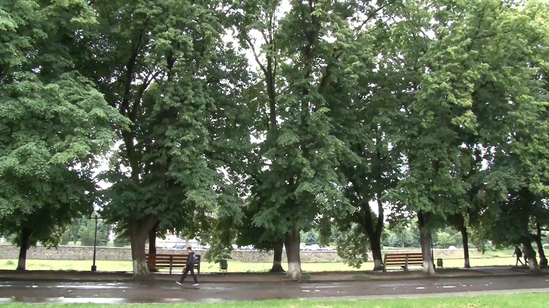 Самая длинная липовая аллея зацвела в Ужгороде