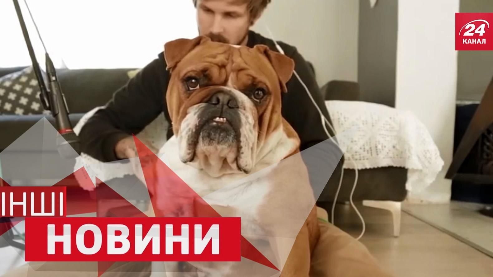 ДРУГИЕ новости. Лучшее. Бульдог вместо барабана. Как боксирует кенгуру ДРУГИЕ новости. Лучшее. Бульдог вместо барабана. Как боксирует кенгуру