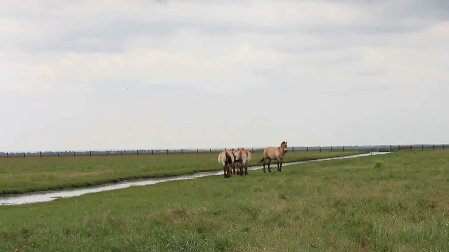 Почему стоит посетить природное чудо Украины — заповедник Аскания-Нова Почему стоит посетить природное чудо Украины — заповедник Аскания-Нова