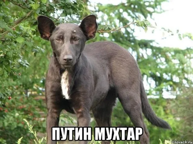 Путін, дитина, конфуз Путін, дитина, конфуз