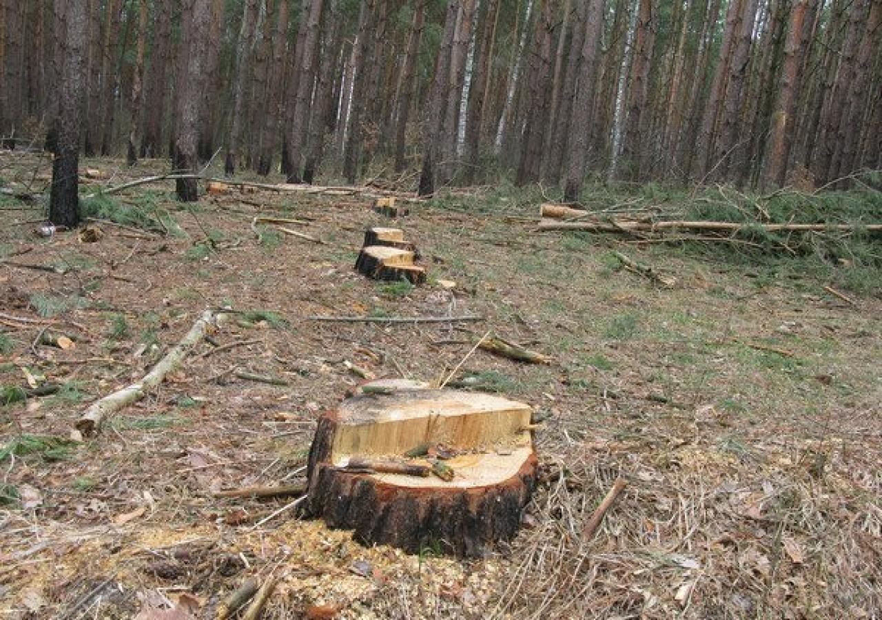 Лісгосп проспав вирубку дерев на кругленьку суму