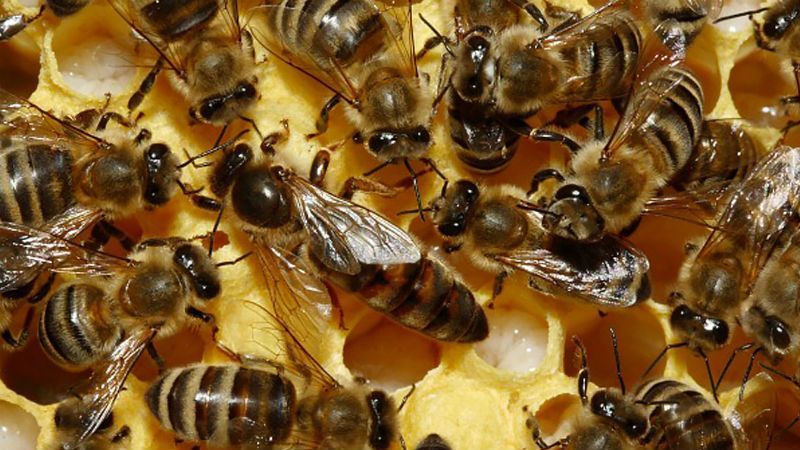 Страшная смерть. Мужчина погиб от укусов пчел Страшная смерть. Мужчина погиб от укусов пчел