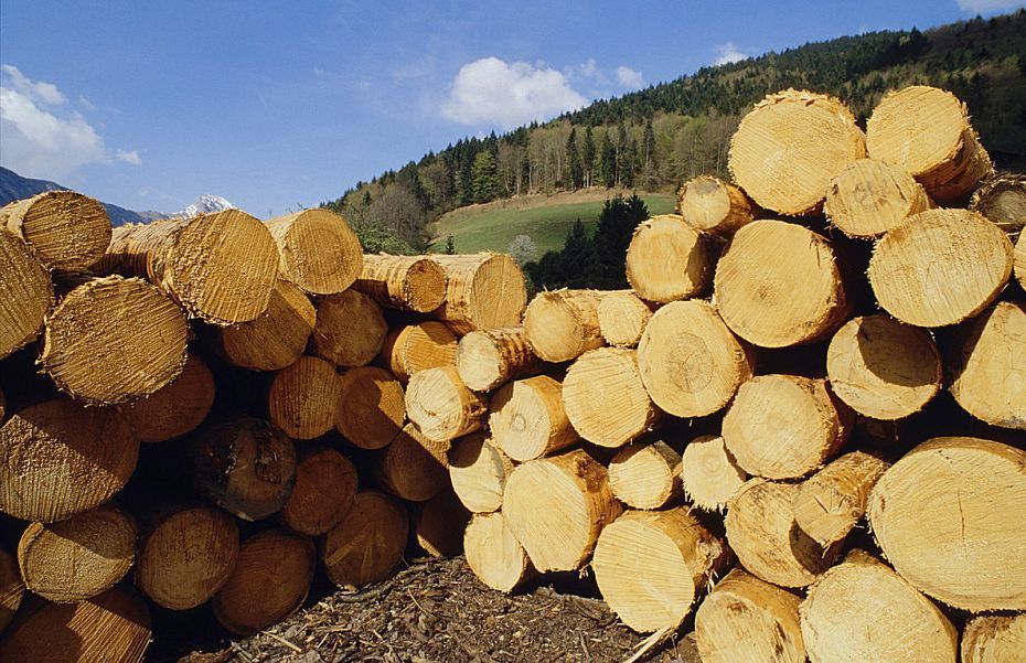 У Львові відбувся аукціон з продажу деревини