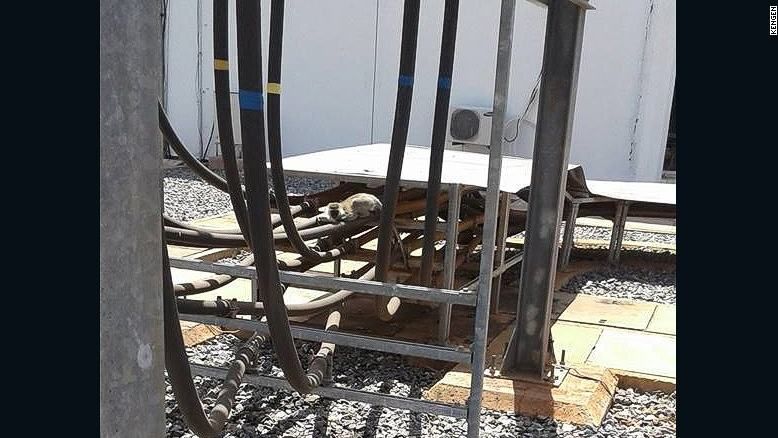 45 мільйонів кенійців залишились без електроенергії через мавпу 45 мільйонів кенійців залишились без електроенергії через мавпу