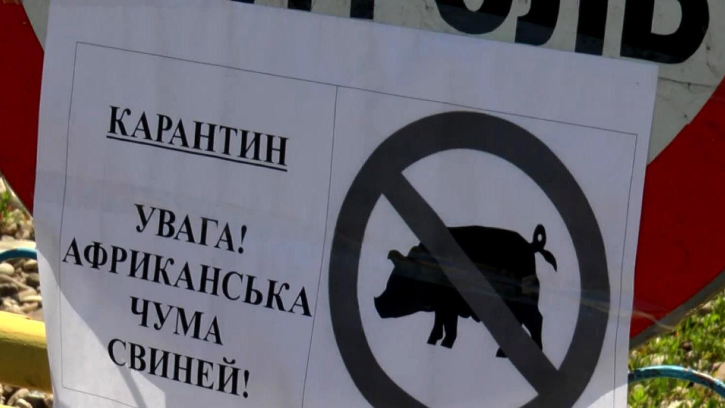 Африканська чума спалахнула на Буковині Африканська чума спалахнула на Буковині