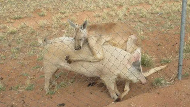 Кенгуру, свиня, Австралія Кенгуру, свиня, Австралія