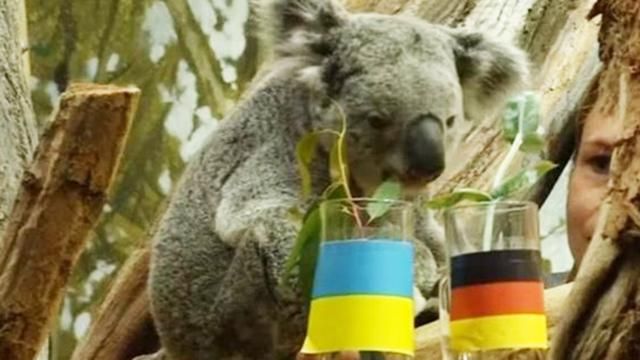 Животные-предсказатели сделали прогноз относительно матча Украина-Германия Животные-предсказатели сделали прогноз относительно матча Украина-Германия