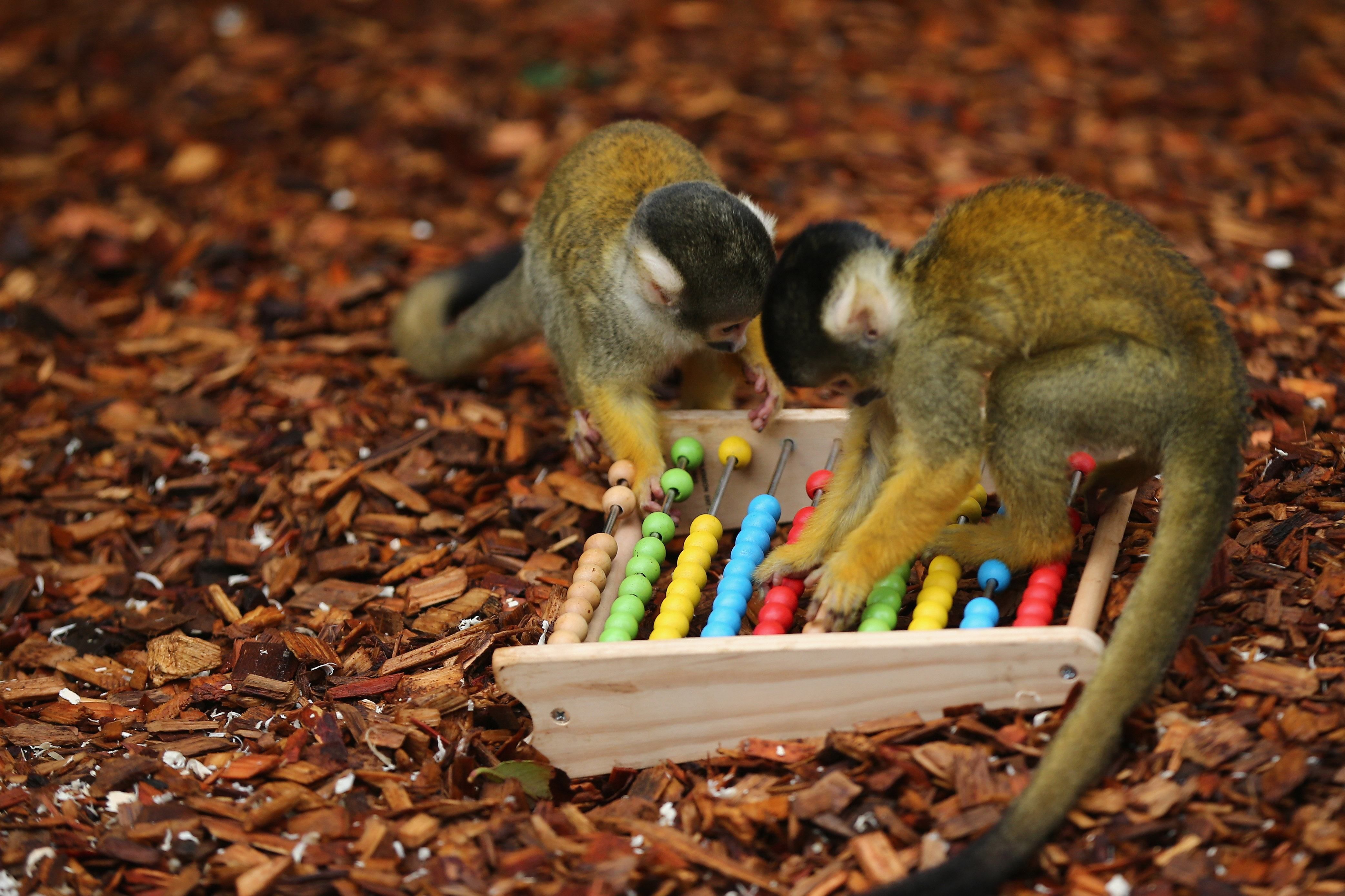 Новенький біопарк запрацює на Одещині Новенький біопарк запрацює на Одещині