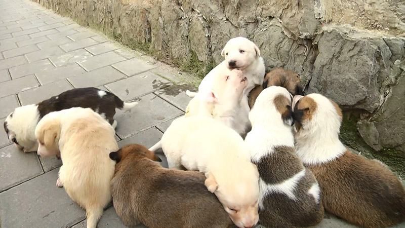 Львовские полицейские спасли щенков, над которыми издевалась нищенка