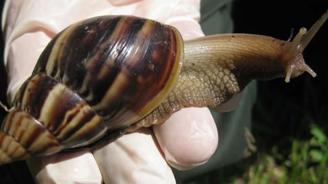 Як український фермер вирощує французький делікатес Як український фермер вирощує французький делікатес