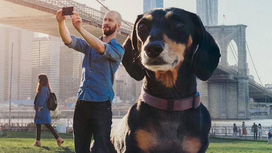 Гигантский пес и его хозяин завоевывают овации в соцсетях
