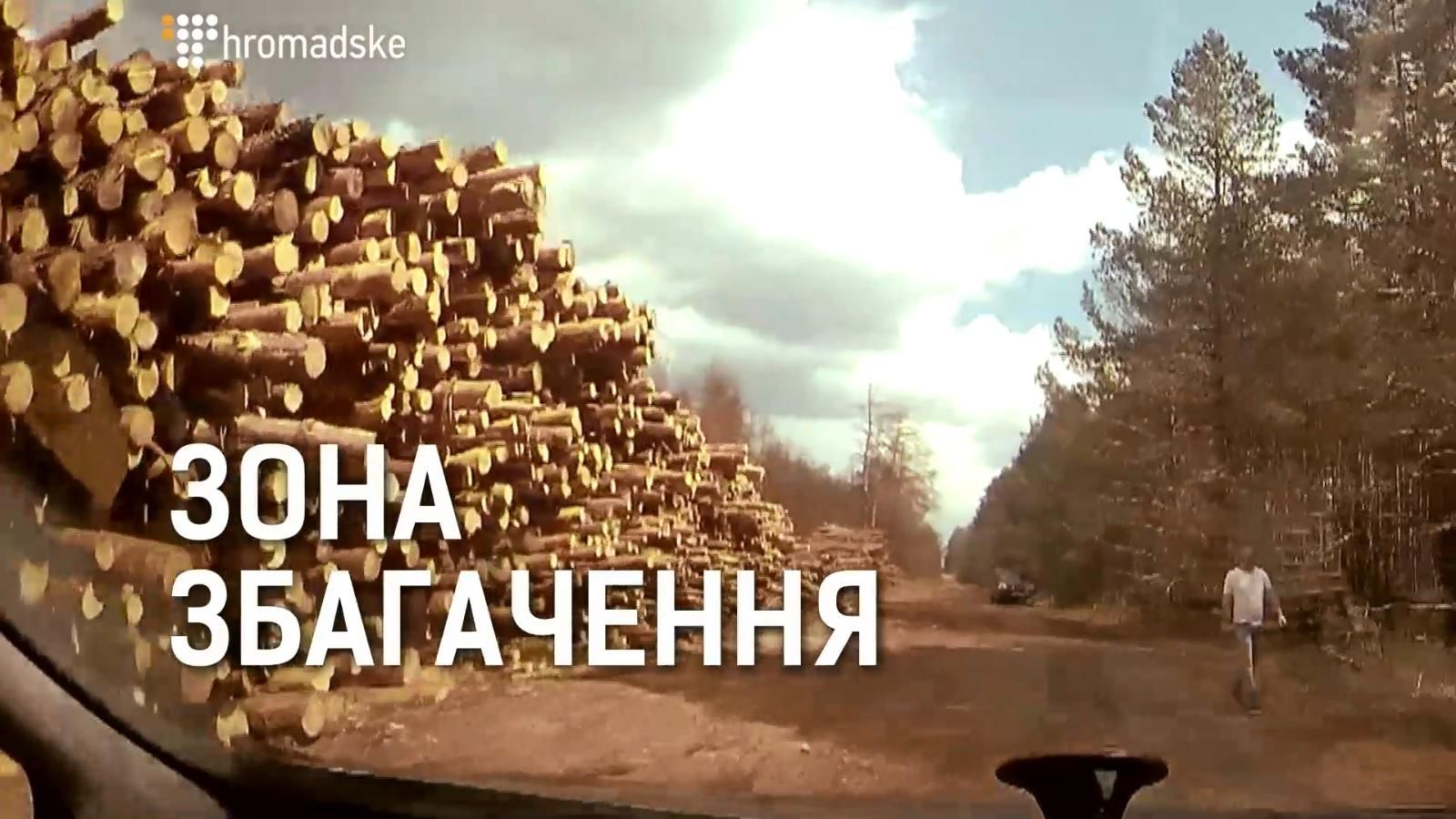 Хто масово вирубує ліс з Чорнобильської зони: розслідування журналістів