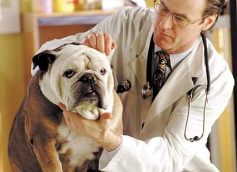 Стало известно, за что берут взятки ветеринары Стало известно, за что берут взятки ветеринары