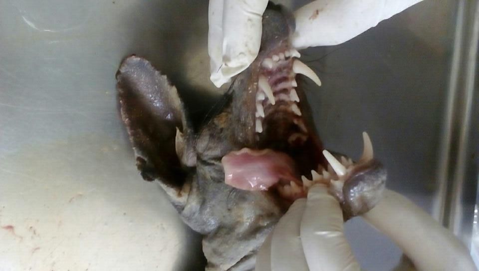 "Чупакабру" вбили на Буковині: з'явились моторошні фото істоти "Чупакабру" вбили на Буковині: з'явились моторошні фото істоти