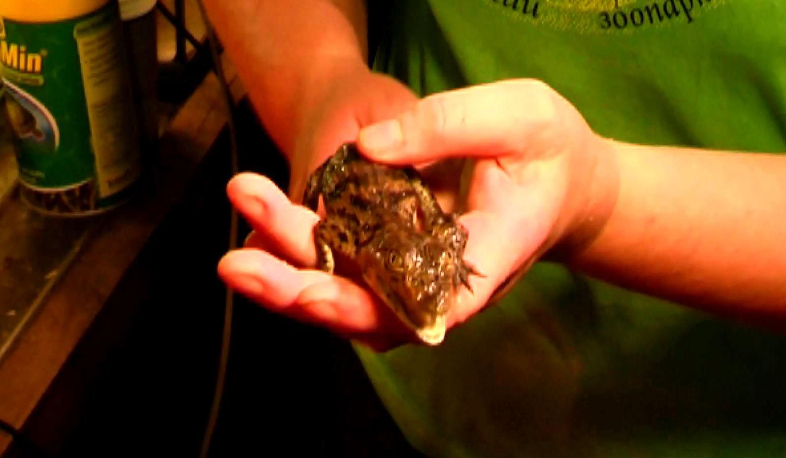 У Харківському зоопарку сталось диво У Харківському зоопарку сталось диво