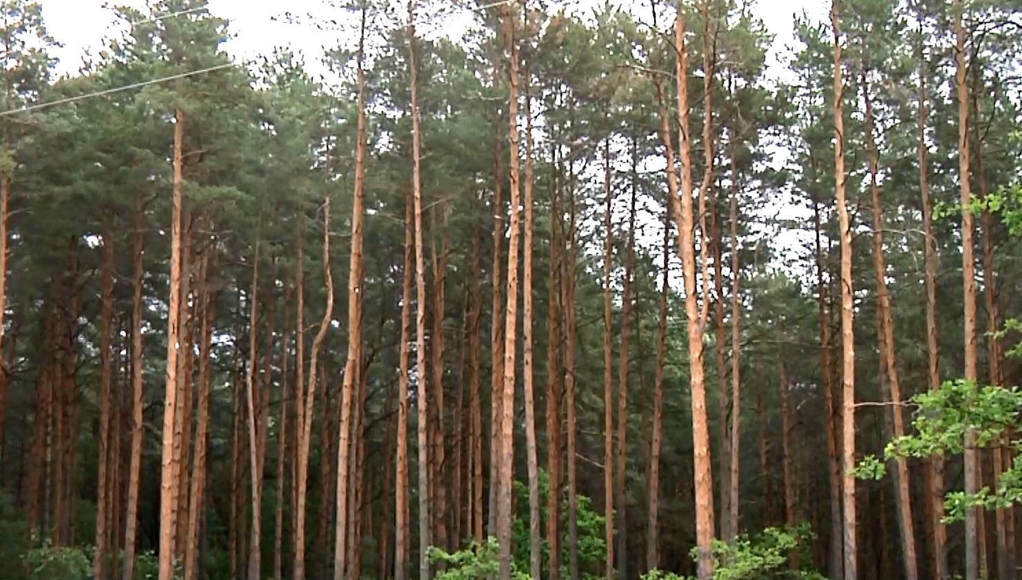 Волынские леса под угрозой исчезновения
