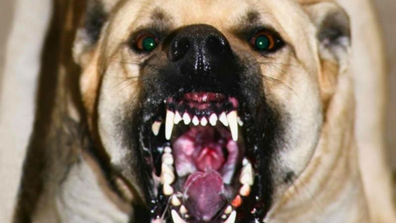 Трагічний інцидент у Києві. Бійцівський собака відгриз жінці півруки Трагічний інцидент у Києві. Бійцівський собака відгриз жінці півруки