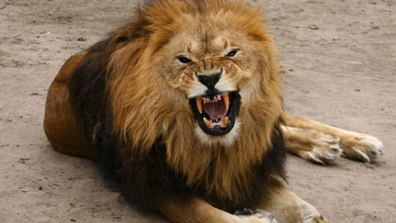 Лев разорвал двух мужчин во Львовской области Лев разорвал двух мужчин во Львовской области