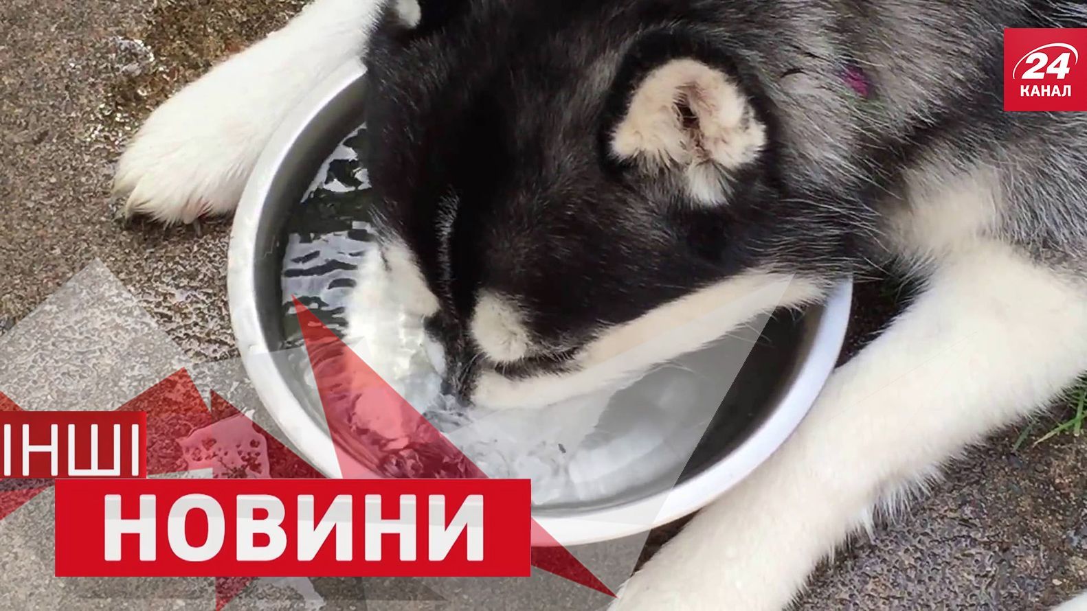 ІНШІ новини. Як хаскі п’ють воду у спеку. Стрибок з літака без парашута ІНШІ новини. Як хаскі п’ють воду у спеку. Стрибок з літака без парашута