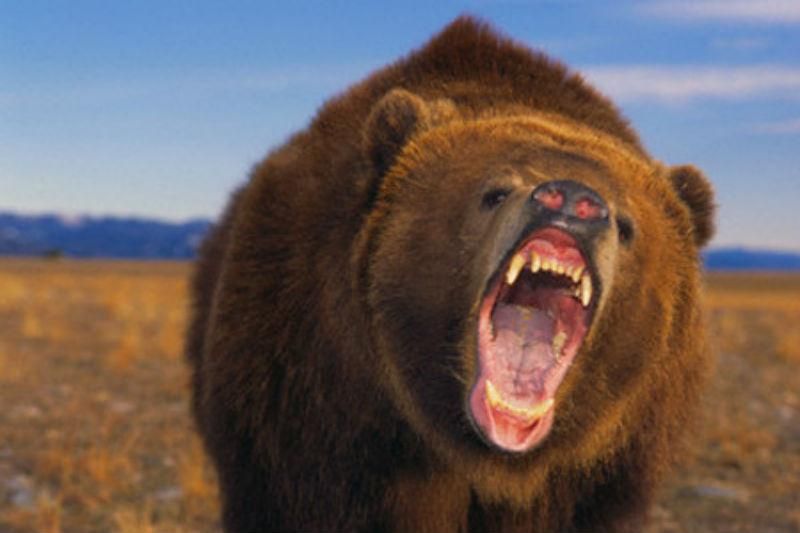 Гризли убил велосипедиста в США Гризли убил велосипедиста в США