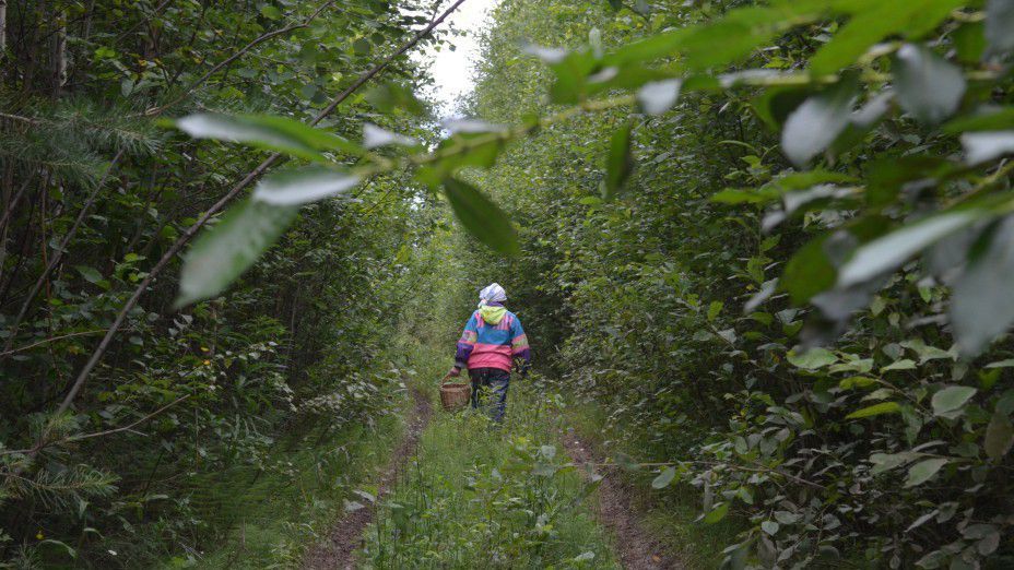 Тіло жінки знайшли у лісі на Львівщині Тіло жінки знайшли у лісі на Львівщині
