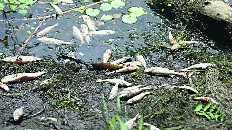 Одна із приток Дніпра "встелена" мертвою рибою, екологи б'ють на сполох