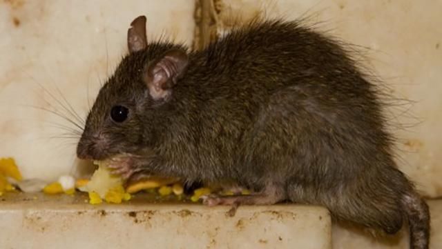 Большая крыса шокировала покупателей в киевском супермаркете Большая крыса шокировала покупателей в киевском супермаркете