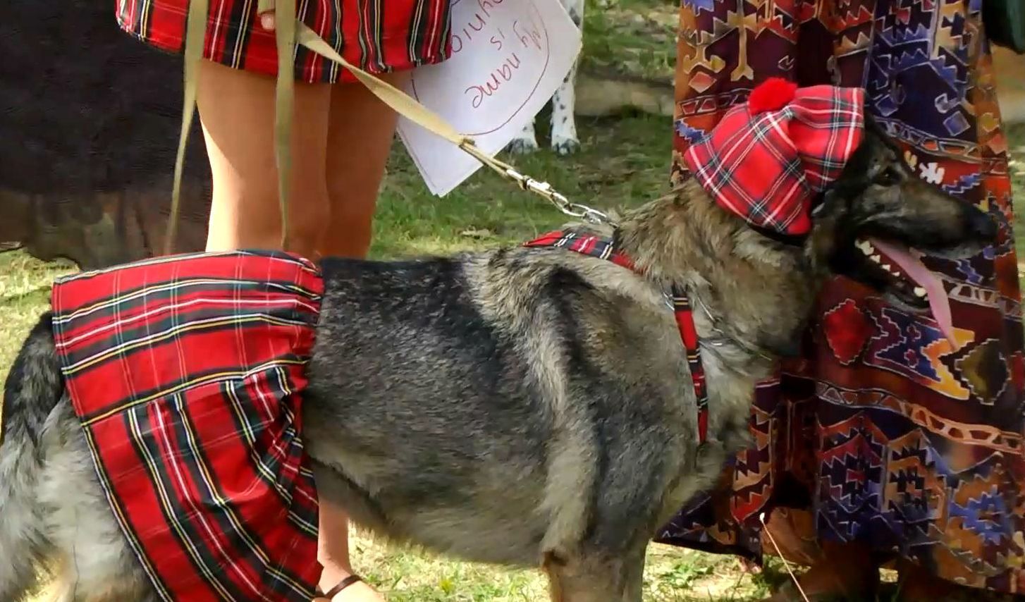 На что способны беспородные собаки, показали в Киеве На что способны беспородные собаки, показали в Киеве