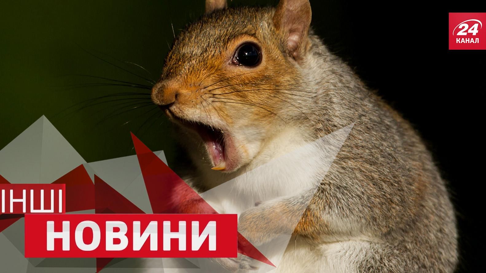 ДРУГИЕ новости. Рекордный прыжок экстремалов. Как выглядит белка-дантист ДРУГИЕ новости. Рекордный прыжок экстремалов. Как выглядит белка-дантист