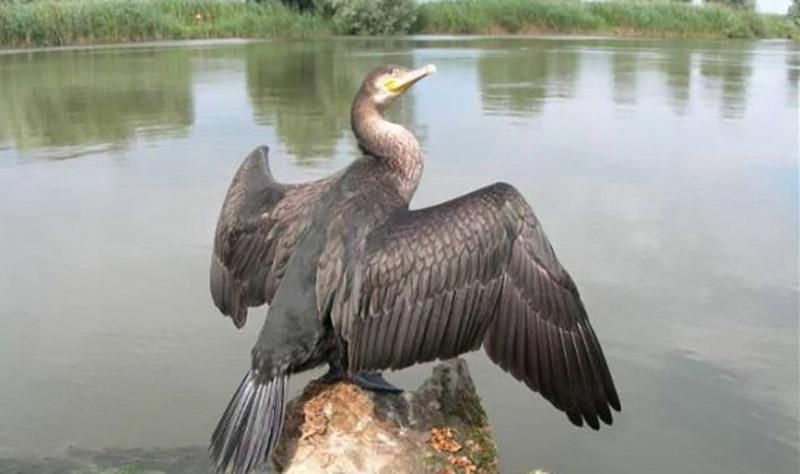 Живописный остров посреди озера Свитязь может превратиться в джунгли Живописный остров посреди озера Свитязь может превратиться в джунгли