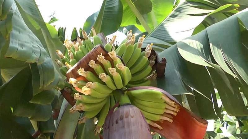 Турецкие фермеры поделились секретом выращивания бананов