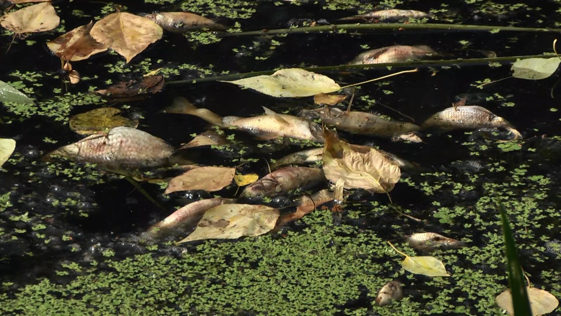 Екологічне лихо на Чернігівщині: до Києва може потрапити отруйна вода Екологічне лихо на Чернігівщині: до Києва може потрапити отруйна вода