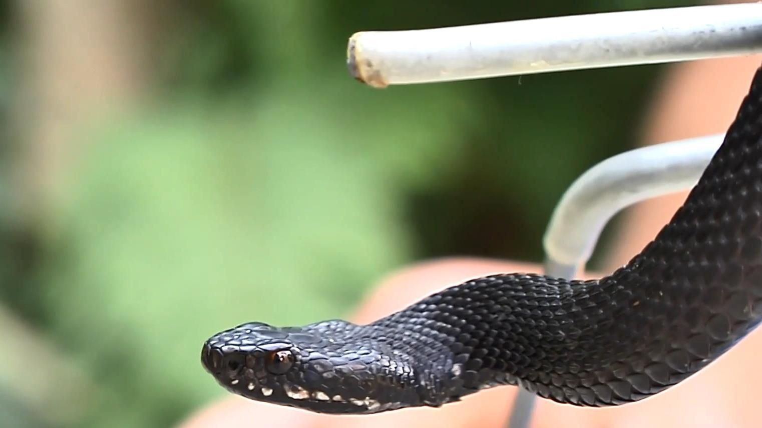 На всю Львовскую область дали только одну ампулу змеиного противоядия На всю Львовскую область дали только одну ампулу змеиного противоядия