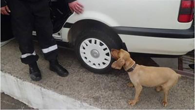 Вбили прикордонного службового собаку, який викривав контрабанду на Закарпатті Вбили прикордонного службового собаку, який викривав контрабанду на Закарпатті