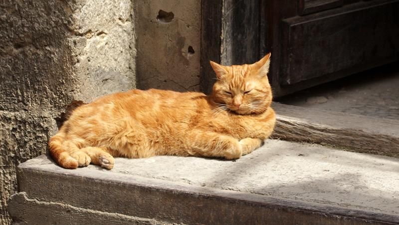 Тепло і без дощів: з якої погоди розпочнеться тиждень Тепло і без дощів: з якої погоди розпочнеться тиждень