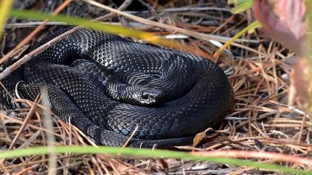 Гадюка укусила женщину на фестивале в Киеве Гадюка укусила женщину на фестивале в Киеве