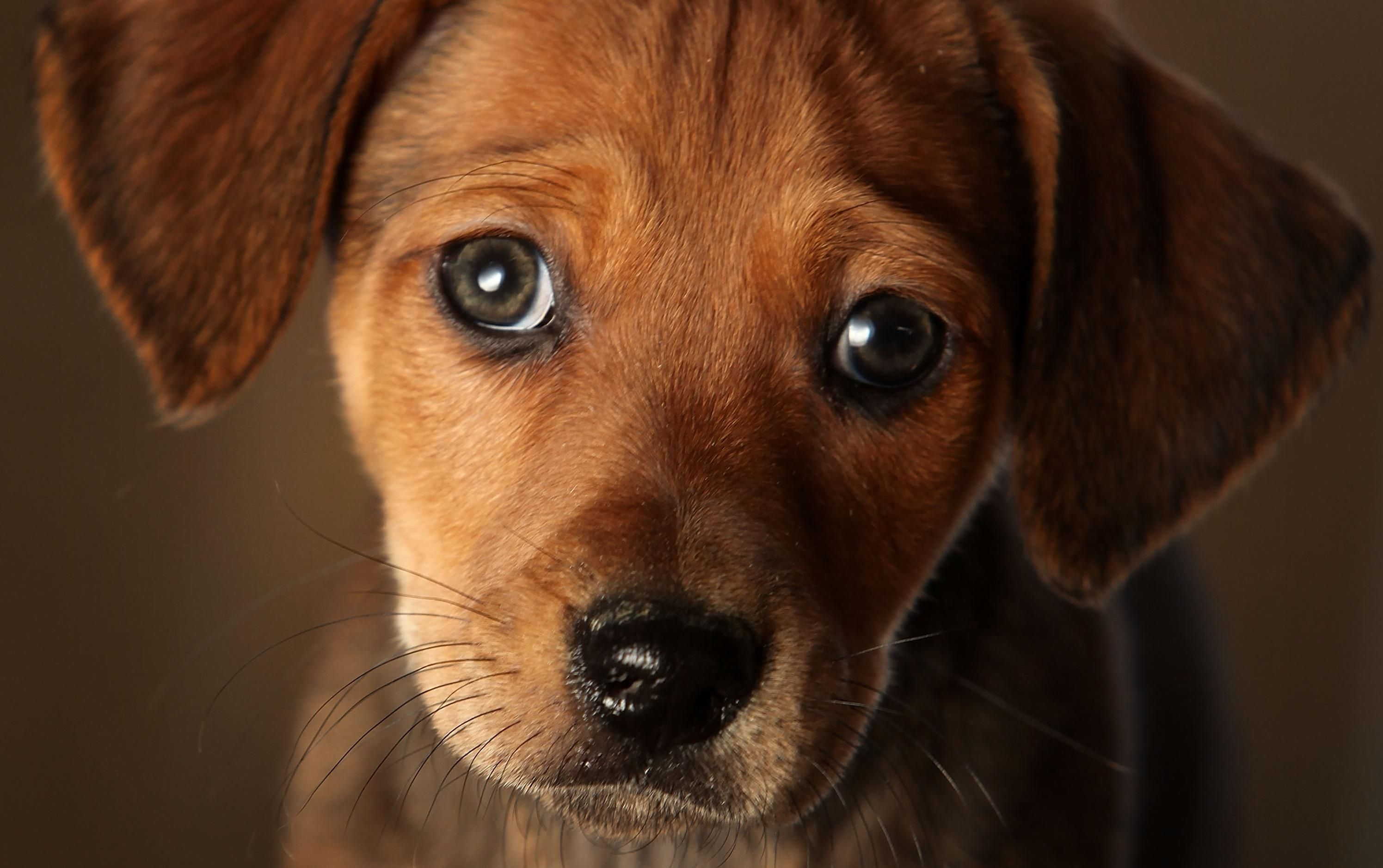 Вместо приюта отстрел: на Черкащине активизировались догхантеры Вместо приюта отстрел: на Черкащине активизировались догхантеры