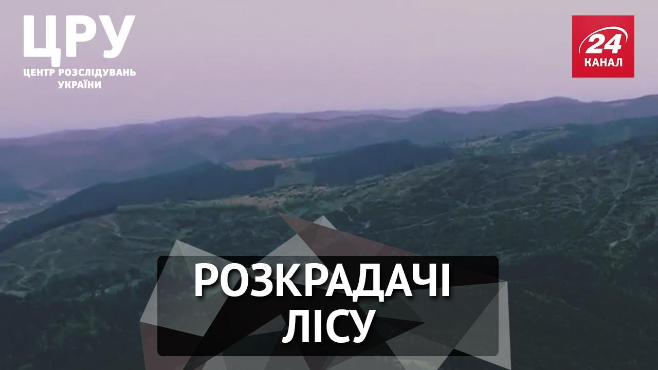 Как лесники и пограничники прикрывают вырубку леса на границе с Украиной, — расследование Как лесники и пограничники прикрывают вырубку леса на границе с Украиной, — расследование